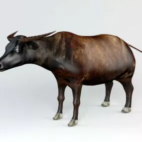 African Buffalo 3d model