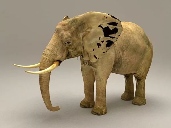 Elephant In Jungle 3d model
