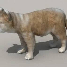African Lion Cub 3d model