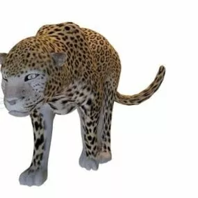 African Leopard Animal 3d model