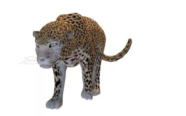 Realistic Indian Leopard 3d model