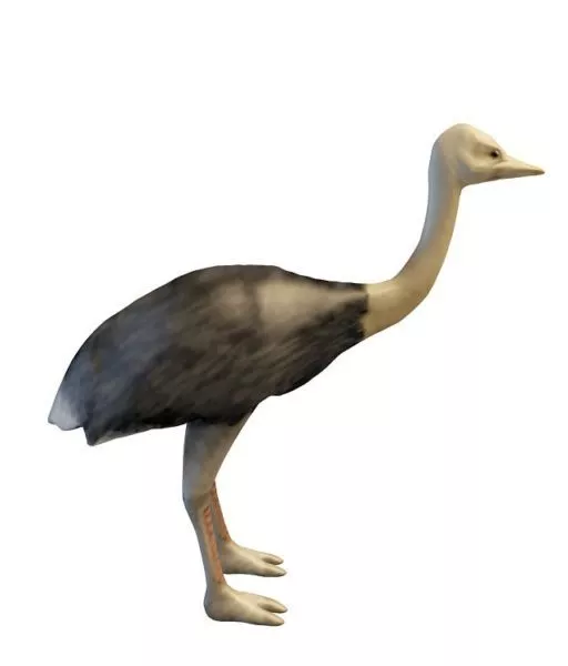 Realistic Toucan Bird 3d model