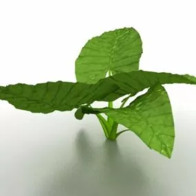 Alocasia Elephant Ear Plant 3d model