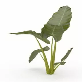 Alocasia Macrorrhizos 3d model
