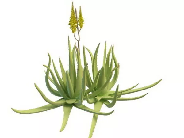 Aloe Plant With Flowers 3d model Aloe Plant With Flowers 3d model