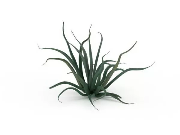 Aloe Vera Plant 3d model Aloe Vera Plant 3d model