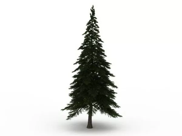 Alpine Pine Tree 3d model Alpine Pine Tree 3d model