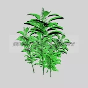 Alpinia Galanga 3d model