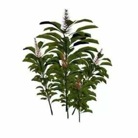 Alpinia Purpurata 3d model