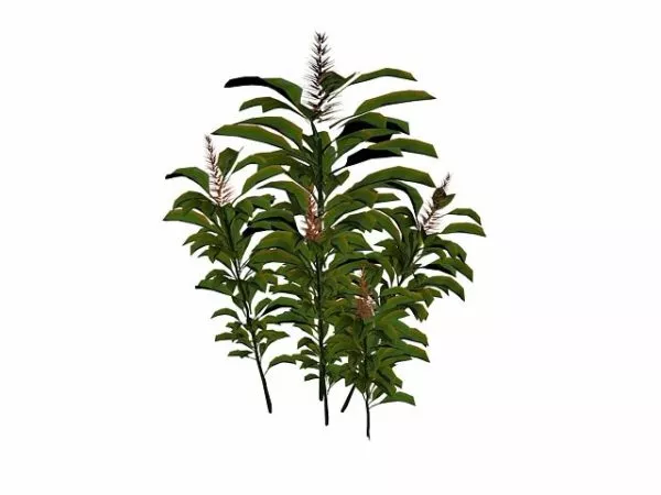 Alpinia Purpurata 3d model Alpinia Purpurata 3d model