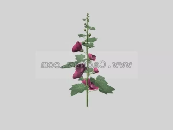 Althaea Rosea Plant 3d model Althaea Rosea Plant 3d model