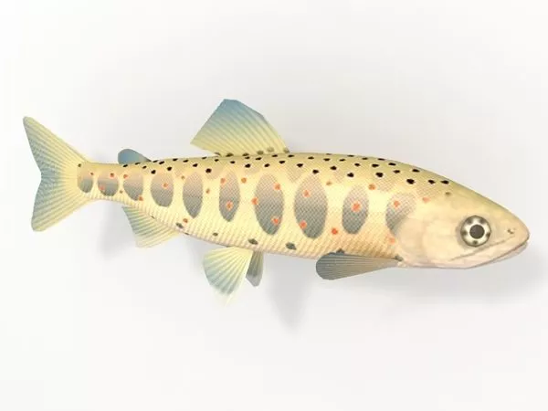 Sea Amago Fish 3d model Sea Amago Fish 3d model