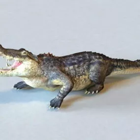 American Alligator Animated & Rigged 3d model