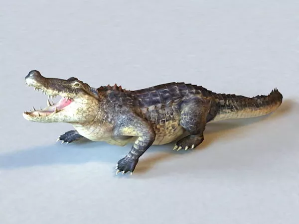 American Alligator Animated & Rigged 3d model American Alligator Animated & Rigged 3d model