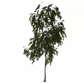 American Aspen Tree 3d model
