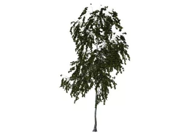 American Aspen Tree 3d model American Aspen Tree 3d model