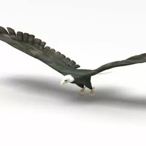 American Bald Eagle Animal 3d model