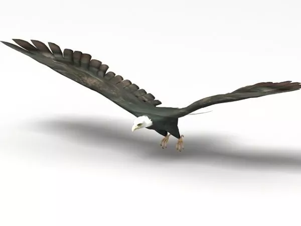 Cassowary Bird 3d model