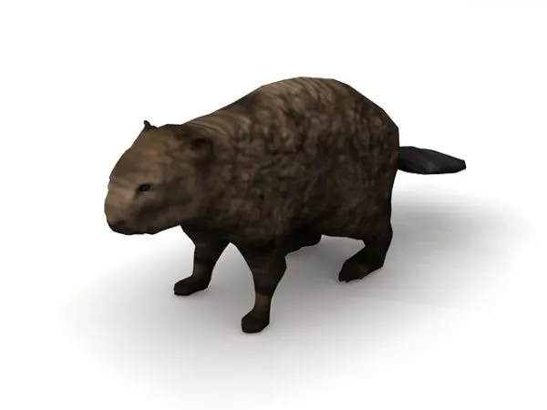 Animal American Beaver 3d model Animal American Beaver 3d model