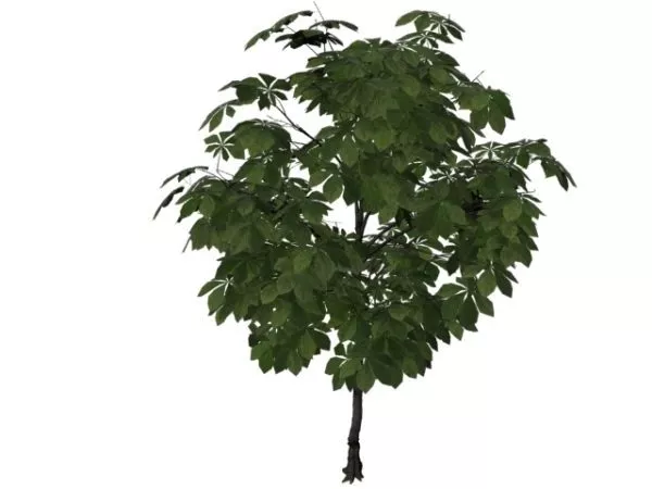 American Chestnut Tree 3d model American Chestnut Tree 3d model