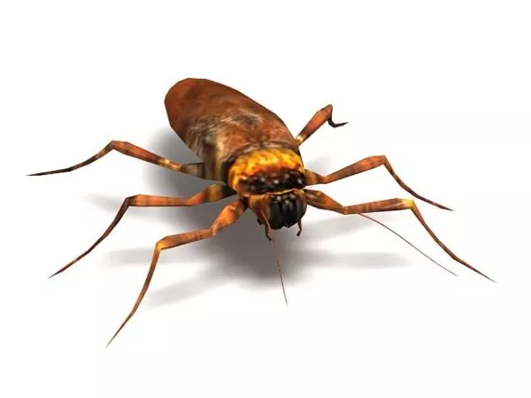 American Cockroach Animal 3d model American Cockroach Animal 3d model