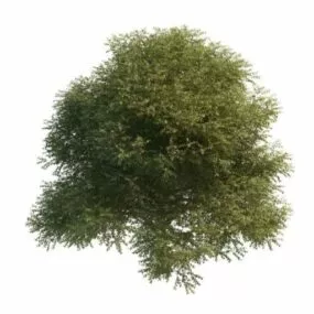 American Elm Tree 3d model