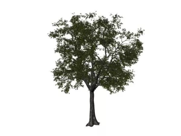 American Linden Tree 3d model American Linden Tree 3d model