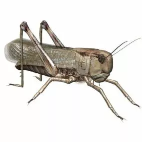 American Locust Animal 3d model