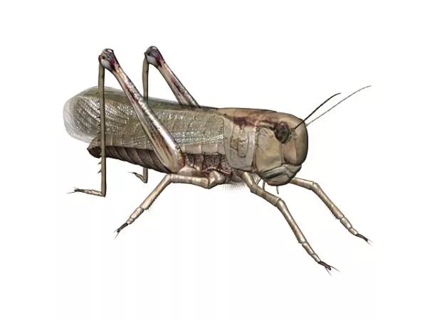 Cricket Insect Grasshopper 3d model