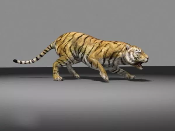 Animal Bengal Tiger 3d model Animal Bengal Tiger 3d model