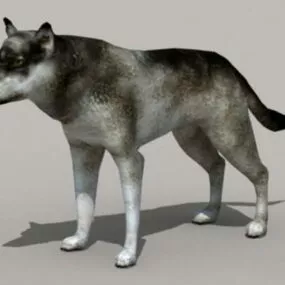 Animal Gray Wolf 3d model