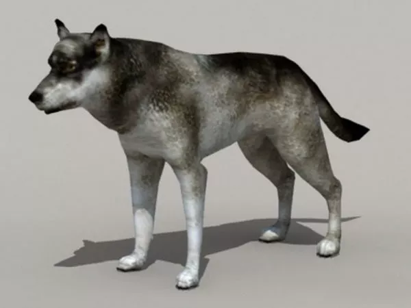 Wolf Running 3d model