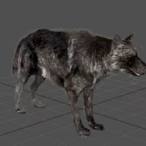 Animated Black Wolf 3d model