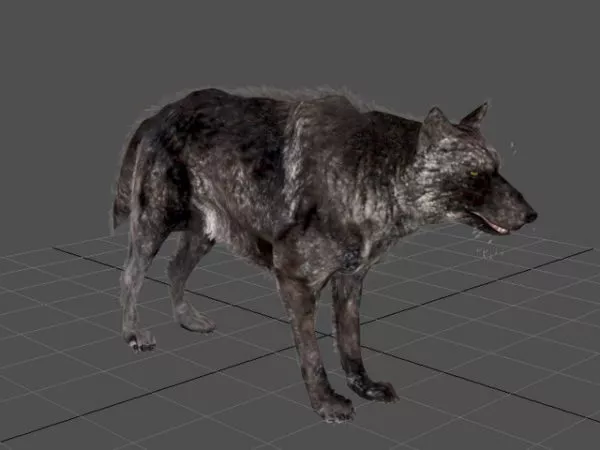 Animated Black Wolf 3d model Animated Black Wolf 3d model