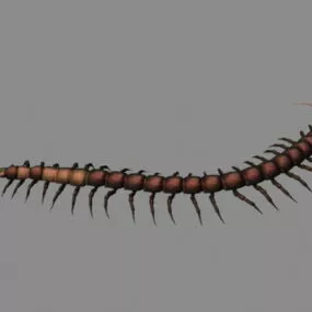 Animated Centipede 3d model