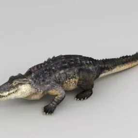Animated Crocodile 3d model