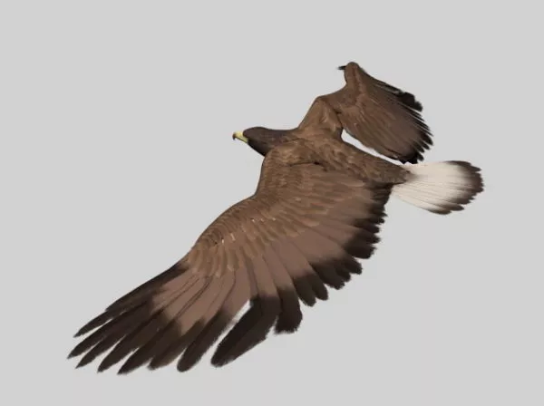 Animated Eagle 3d model Animated Eagle 3d model