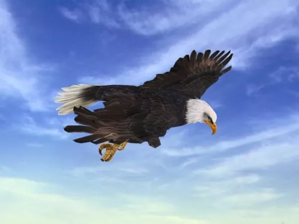 Bald Eagle Statue 3d model
