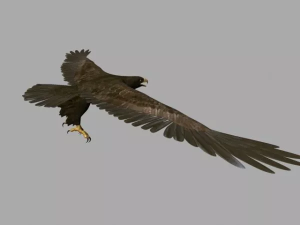 Animated Eagle Flying 3d model Animated Eagle Flying 3d model