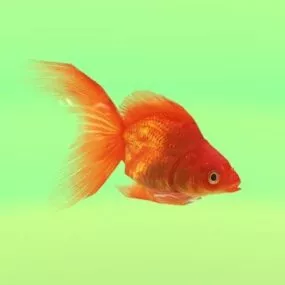Animated Goldfish 3d model
