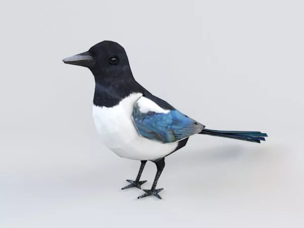 Animated Magpie Rig 3d model Animated Magpie Rig 3d model