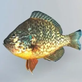 Animated Redear Sunfish Rig 3d model