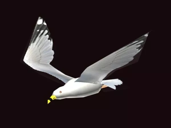 Animated Seagull Rig 3d model Animated Seagull Rig 3d model