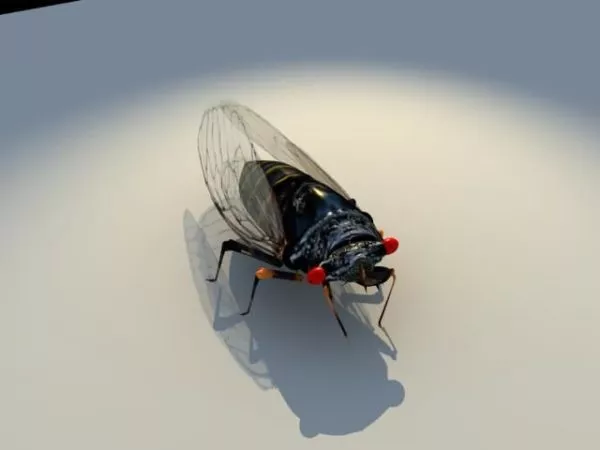 Annual Cicada Animal 3d model Annual Cicada Animal 3d model