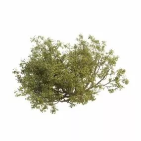 Apple Tree 3d model