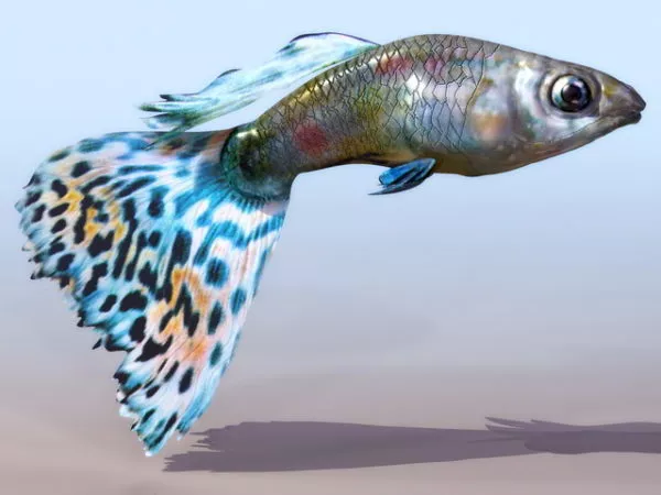 Yellow Boxfish Animated 3d model