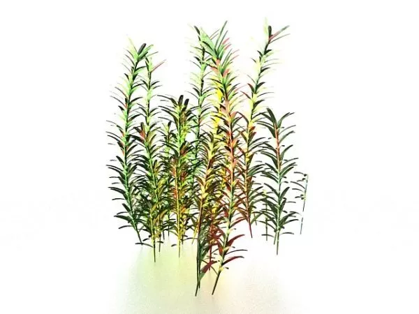 Aquatic Plants For Ponds 3d model Aquatic Plants For Ponds 3d model