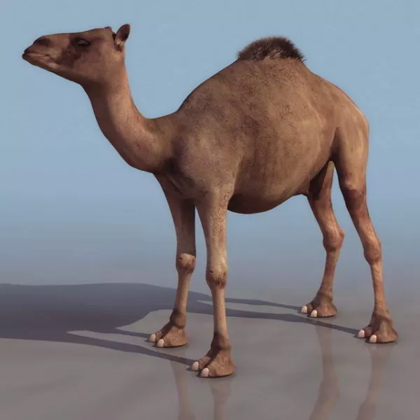 Wild Arabian Camel 3d model Wild Arabian Camel 3d model