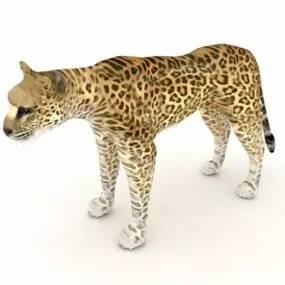 Arabian Leopard Animal 3d model