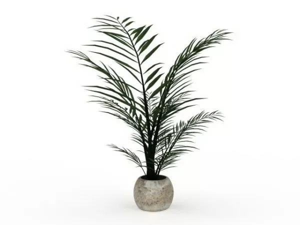 Areca Palm Fern Plant 3d model Areca Palm Fern Plant 3d model